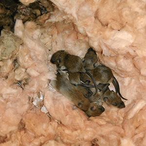 Rats Nest cleanup